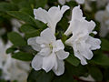 Rhododendron Dorota IMG_5878 Różanecznik